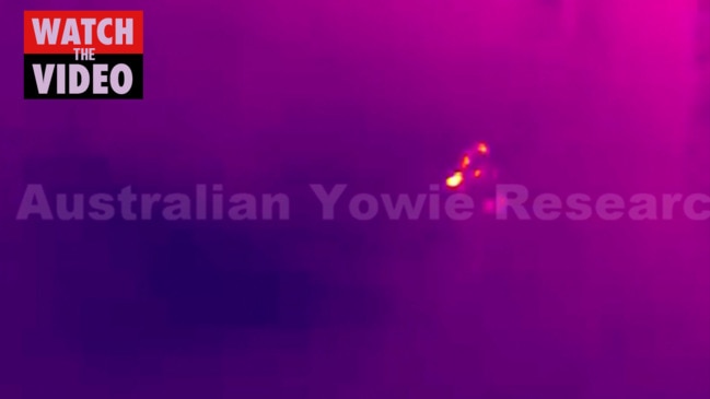 New thermal footage of Yowie encounter on Gold Coast