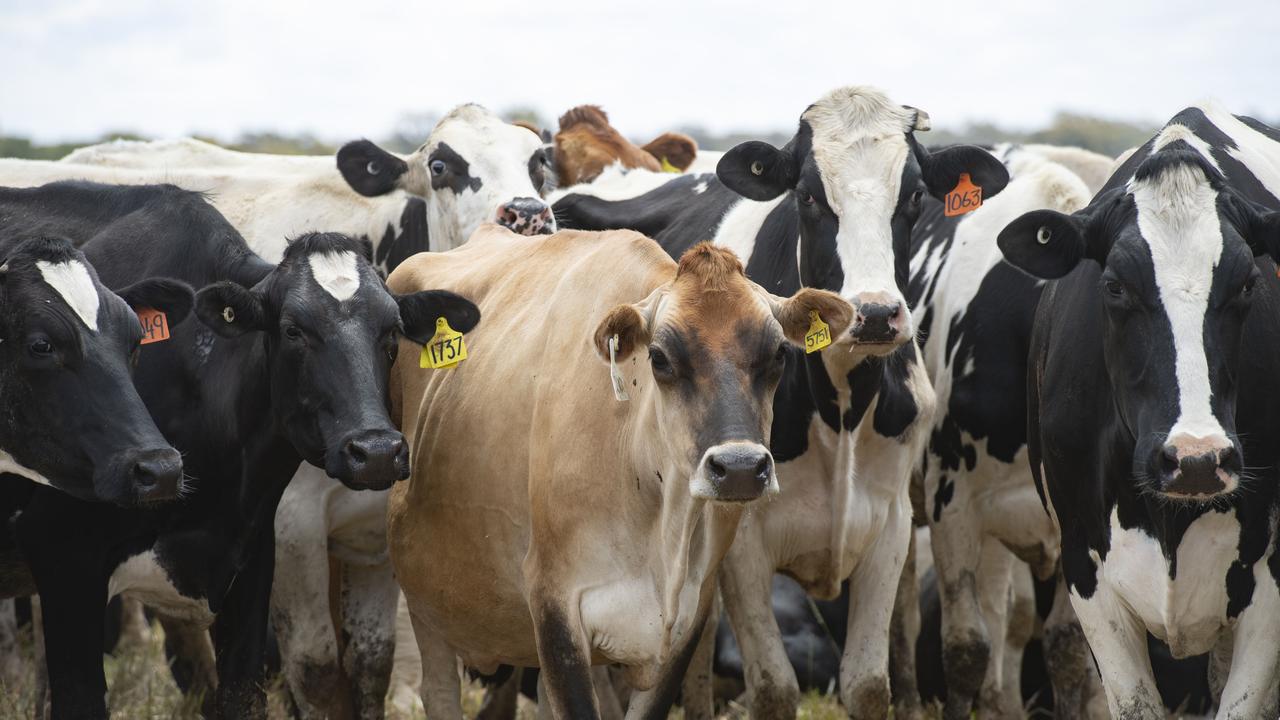 Mad cow disease Suspected case in Brazil The Weekly Times
