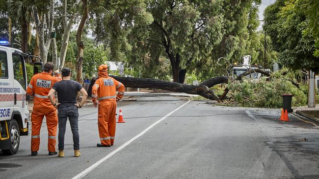 SES workers survey the fallen tree, which brought down powerline in St Peters, in front of East Adelaide School. Picture: Matt Loxton