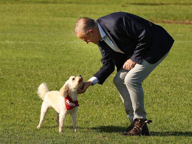 Labor leader Anthony Albanese with his dog Toto, out of isolation in Marrickville. Picture: Liam Kidston.