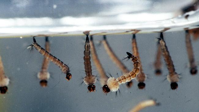 These are baby mozzies at the larval stage. They need squishing, in our opinion.