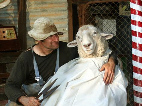 Bendigo local Paul Boromeo AKA The Eccentric Bushman is an award winning artist who enjoys dressing up and being photographed with animals in country/bush environments from which Paul makes prints and postcards. Paul has built an old style country shed in the backyard of his suburban residence in Kangaroo Flat. CONTACT: 0409 189 489 .NOTE:Digitally Enhanced image by Paul Boromeo.