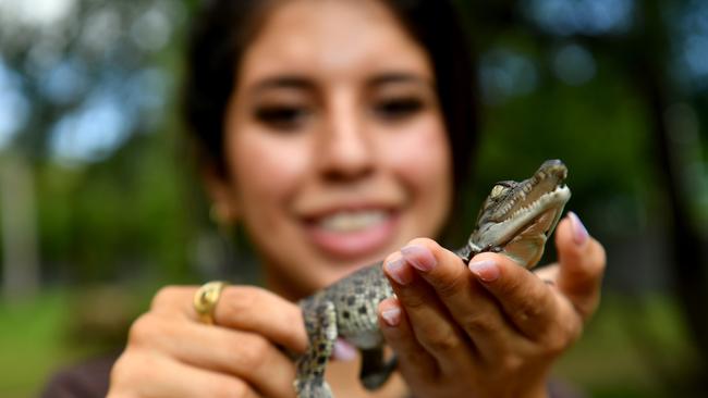 Park ranger Jeyn Laundrie with one of the newborn saltwater crocodile croc hatchlings at Billabong Sanctuary. Picture: Evan Morgan