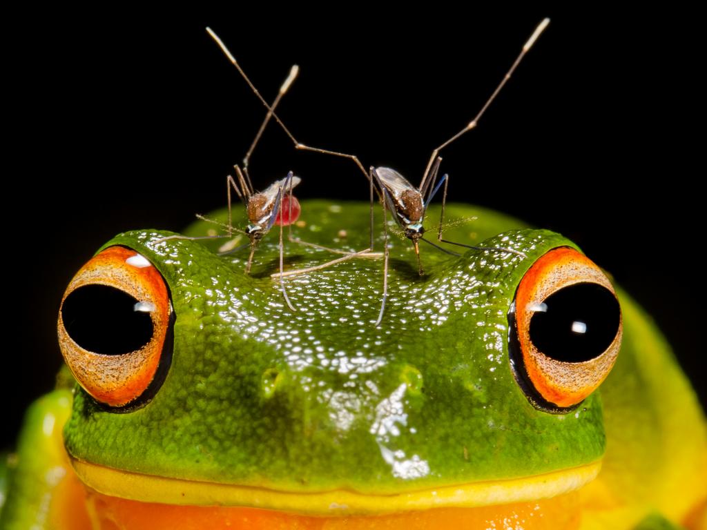 Matthew McIntosh's prize-winning photo is on display at SA Museum.