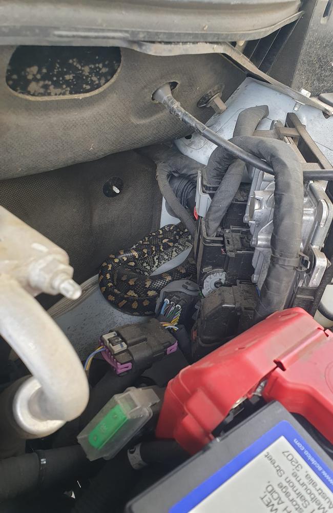 Coastal Carpet Python from out of an Engine Bay of a Vehicle in Gatton on October 7. Picture: Chris Jennings Lockyer Valley Snake Catcher