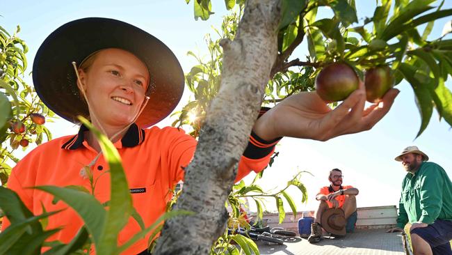 24709/2020: Stonefruit grower Angus Ferrier, with backpacker workers Eleanor Smith 24 from the UK and her partner Kilian Hoeckman 26 from Belgium, thinning Nectarine trees so the fruit will triple in size on his property west of Stanthorpe, southern QLD.  Angus has described the impact the picking shortage could have on the industry. It's tough for the region because last year they were crippled by drought, whereas this year it's the looming shortage that's the problem.  Pic Lyndon Mechielsen