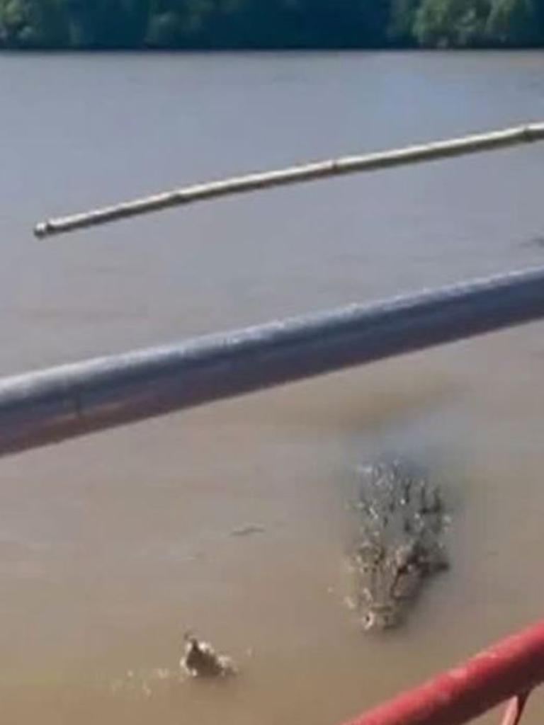 The 3-metre croc came over for a feed while tourists watched on.