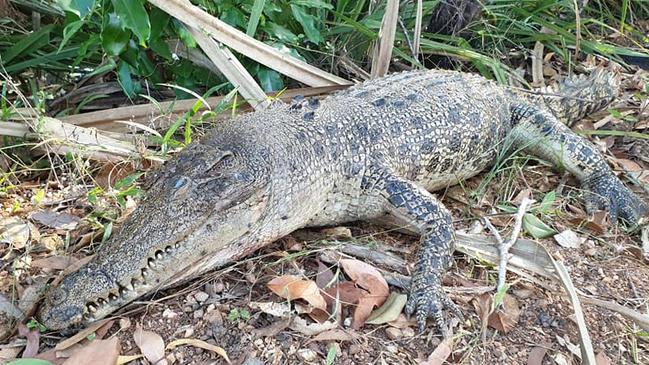 Dead 2.5m saltwater croc dundee