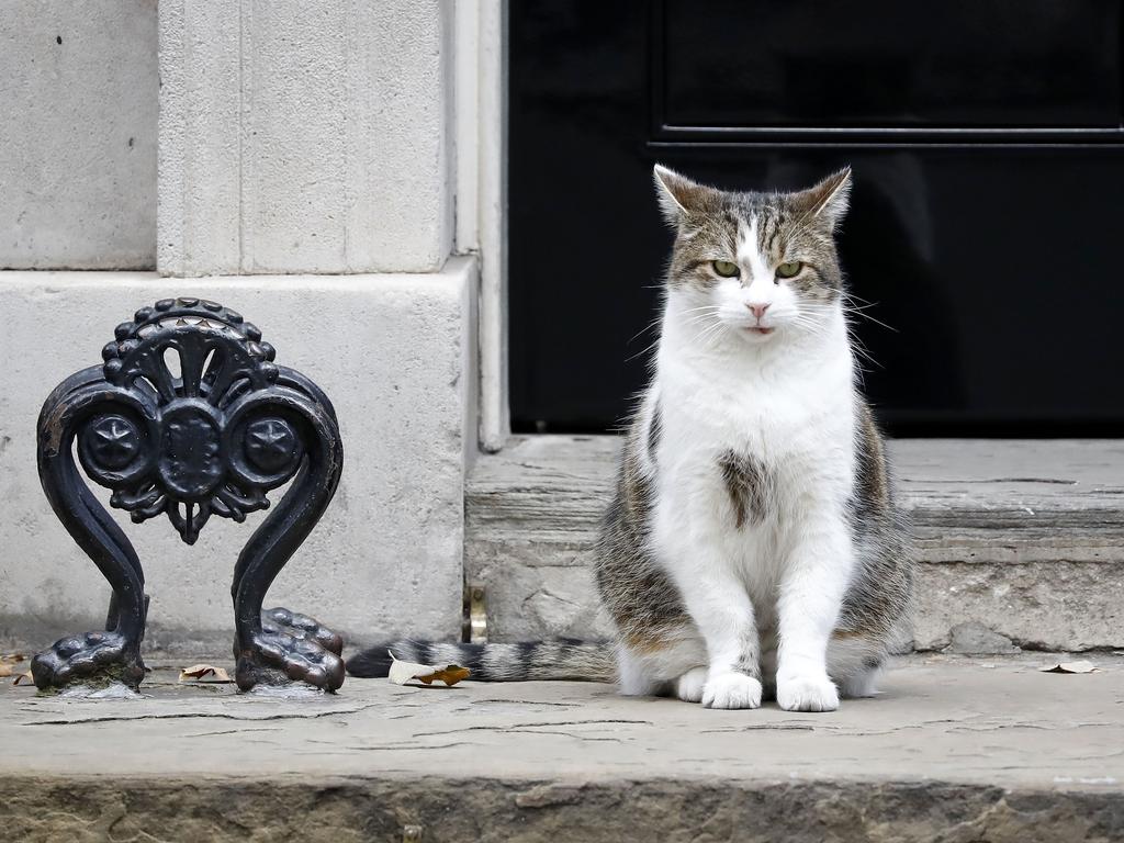 Larry sits outside the front door of 10 Downing Street. Picture: AFP