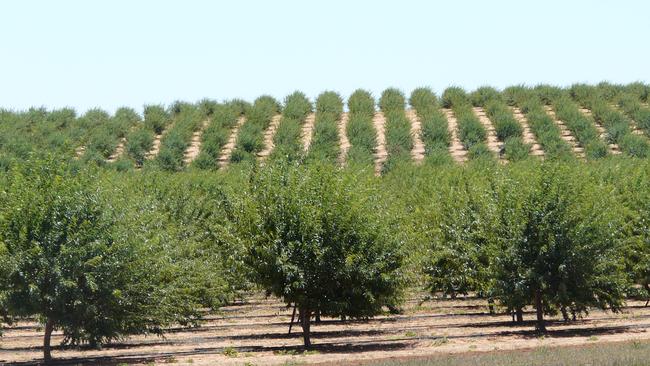 Warakirri Asset Management plans to set up an agricultural investment portfolio for institutional investors such as superannuation and pension funds.