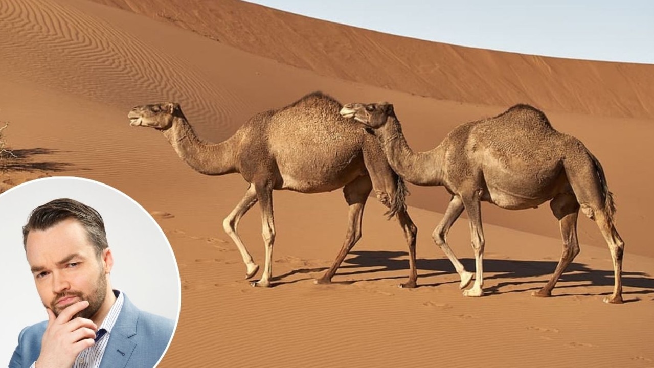 The camel is sometimes nicknamed ‘the what of the desert’?