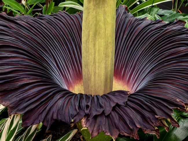 The corpse flower in full bloom at the Geelong Botanic Gardens. Picture: City of Greater Geelong