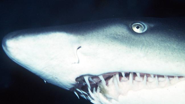 The razor sharp teeth of grey nurse shark.