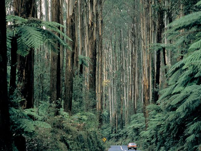 Drive through forest along Black Spur Drive.