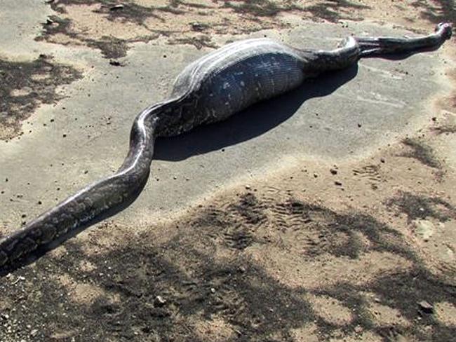 The bloated 3.9 metre African rock python was found by a mountain biker. Picture: Caters News