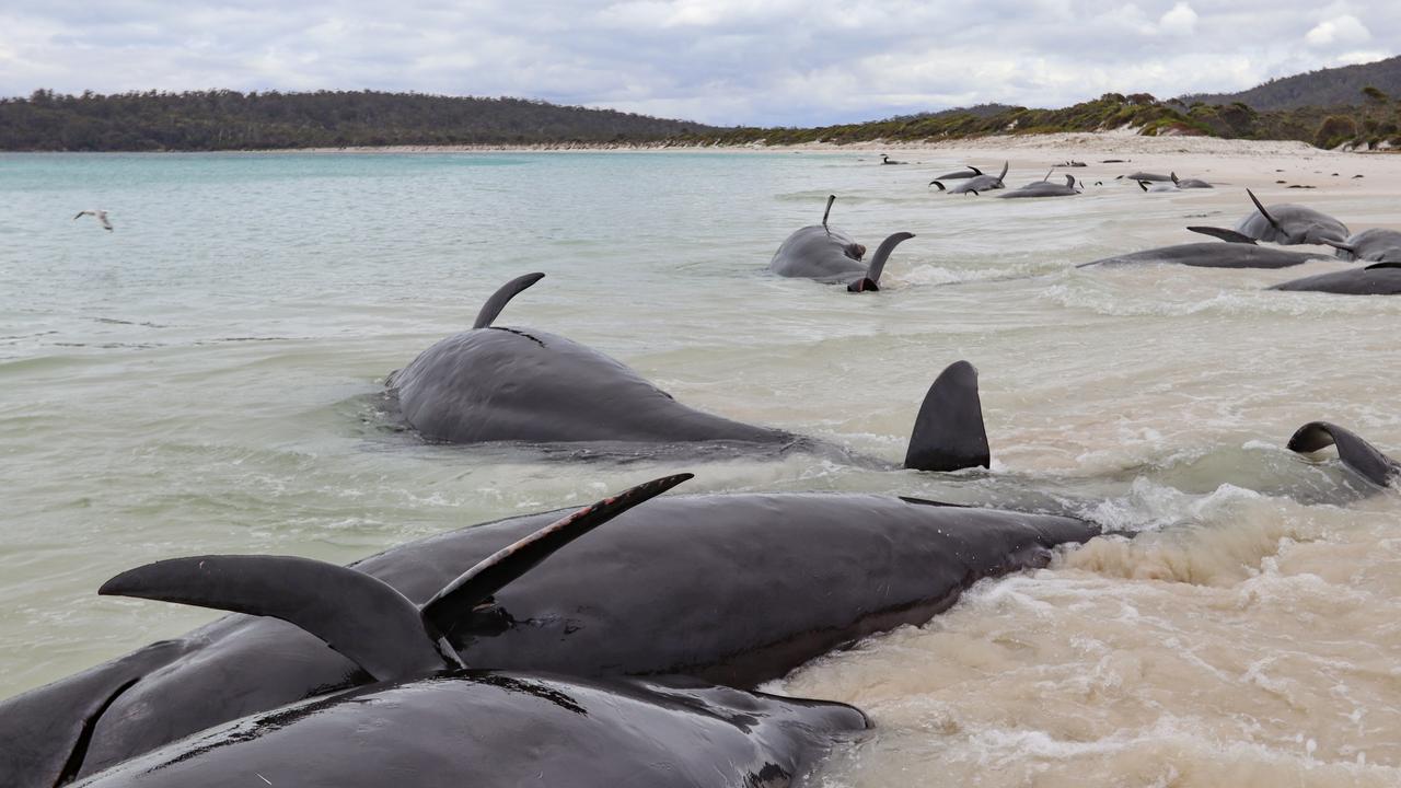 Over 30 Pilot Whales Found Dead On Freycinet Peninsula Beach | NT News