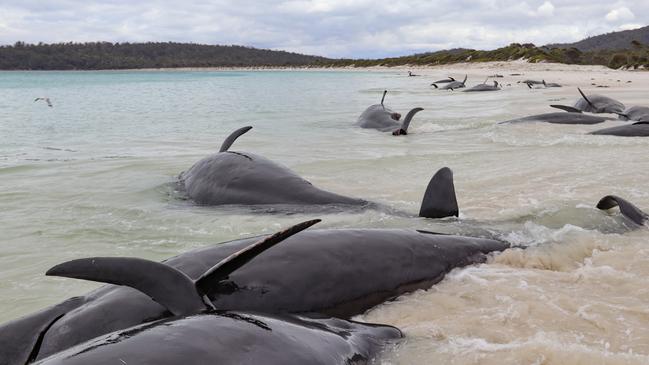 Some of the pilot whales found on the beach. Picture: Chris Theobald