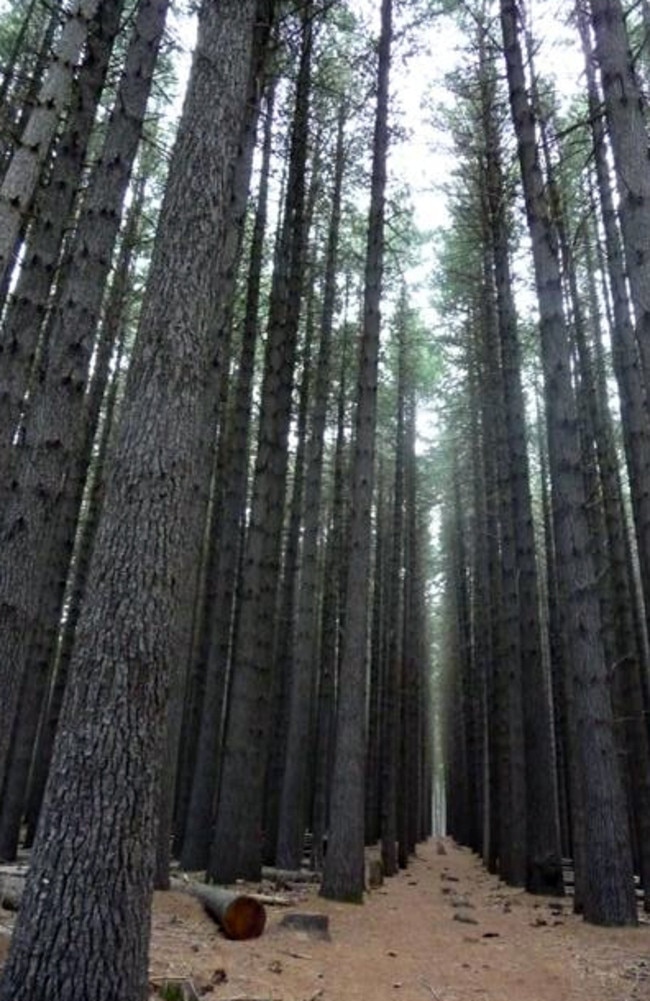 Pine trees in Bago State Forest. Picture: AAP Image/Phil Barton