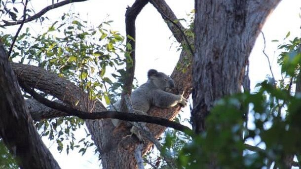 This koala was photographed on Monday about 300m from the largest lot owned by EDQ near Toohey Forest. Photo: Toohey Forest Wildlife