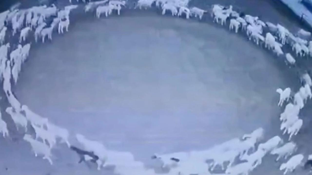 According to the sheep owner, a few sheep started walking in a circle before others joined in. Picture: Twitter/PDChina