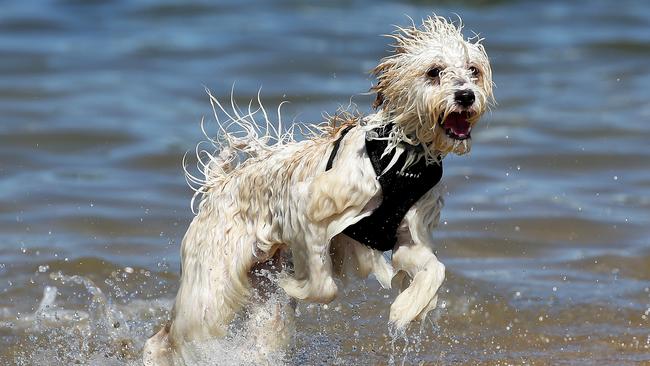 Off-leash dogs have been banned from Queenscliff Lagoon. Picture: Troy Snook