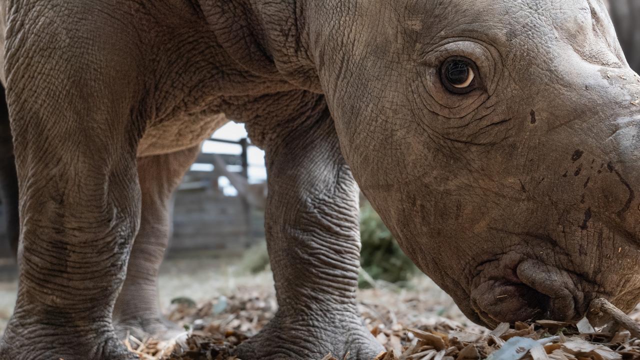 White rhino calf wins hearts in Oz