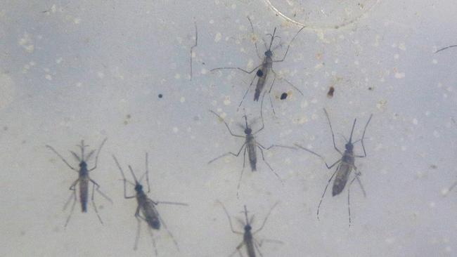 Tens of thousands of mosquitoes were caught in traps in NSW last year. Picture: Jono Searle