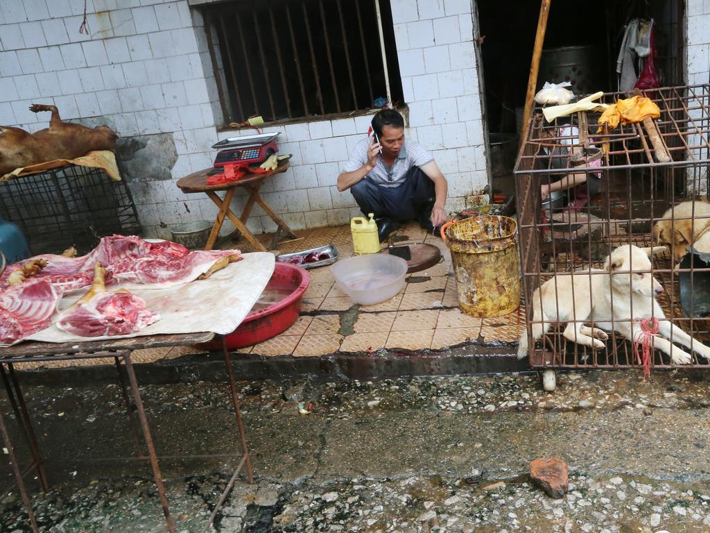 There are about several stalls in every wet market in Guilin, trading in different species of dogs – live and dead – including Chinese rural dogs and pet-like dogs. Picture: David Wong/South China Morning Post via Getty Images