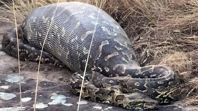 PIC FROM CATERS NEWS - (PICTURED: The snake is pictured with the porcupine in his stomach ) - This greedy python has bitten off more than he could chew when he perished after swallowing a prickly PORCUPINE. The bloated 3.9 metre African rock python was found by a mountain biker, lying next to a cycle track at Lake Eland Game Reserve, near Port Shepstone. The unlucky pythons eyes were clearly bigger than his belly when he sized up his last supper, and he was found with his innards punctured by dozens of needle-sharp quills from the 13.8kg porcupine. SEE CATERS COPY.