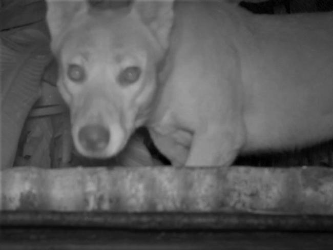 Video stills from recorded footage of wild dogs on a property close to the town of Eumundi.