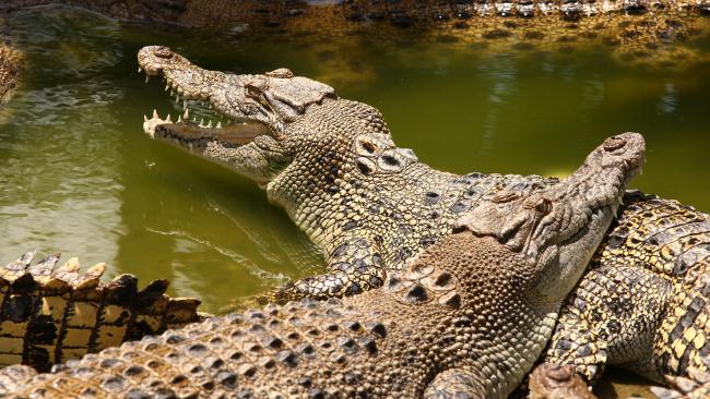 Salt water Crocodile