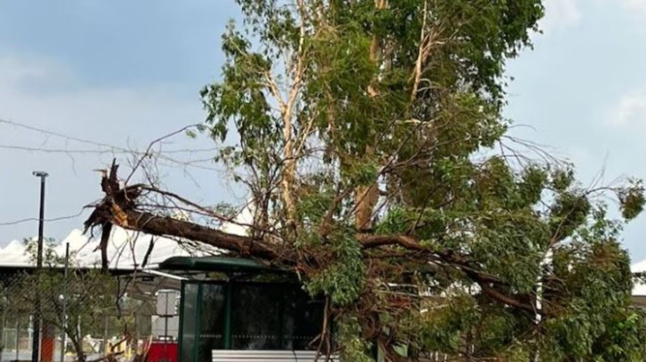 A tree down at Rocklea Markets. Picture: Donna Thorne