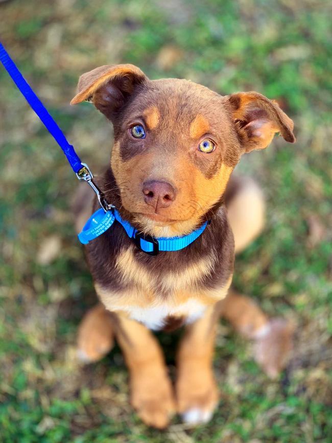 Little Banjo, from Lucky Paws Rescue, is a pup on the hunt for a home.