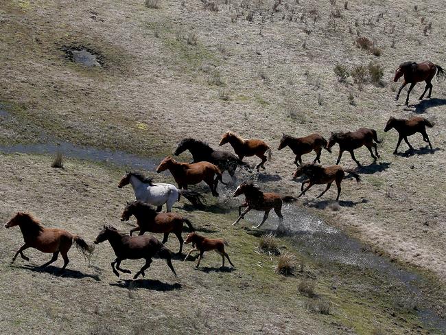 Snowy Mountains National Park brumbies. Picture: Stephen Cooper