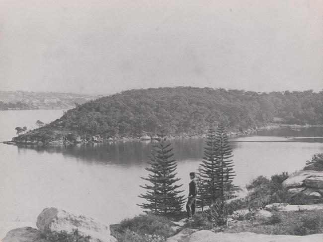 Balls Head and Berry Island are local treasures. Both became public parks in 1926. This photograph shows Berry Island in the 1870s. The forest was cut down in the 1920s. What survives today was replanted in the 1930s and 1980s. Remarkably Berry Island’s trees were not removed. Photo: Stanton Library