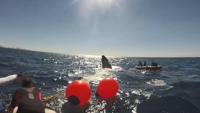 Rescuers attempt to free the tangled whale. Photo Sea World