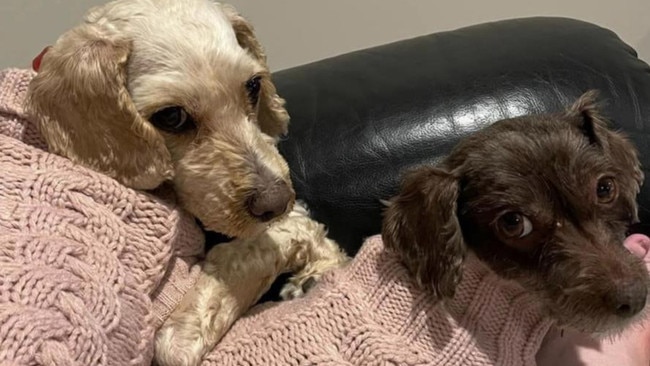 A devastated pet owner has warned people to be mindful of snakes after finding her two pet cavoodles dead in her backyard beside the torn up body of a dugite snake.  Bear and Bonnie died after they were bitten by a dugite in their backyard. Picture: Supplied