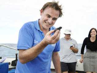 Bon voyage: Keith Williams, from the Ballina-based Australian Seabird Rescue, holds one of the endangered loggerhead turtle hatchlings released into the ocean off Ballina yesterday after being rescued from beach nests in the Byron Shire a month ago. Picture: Doug Eaton