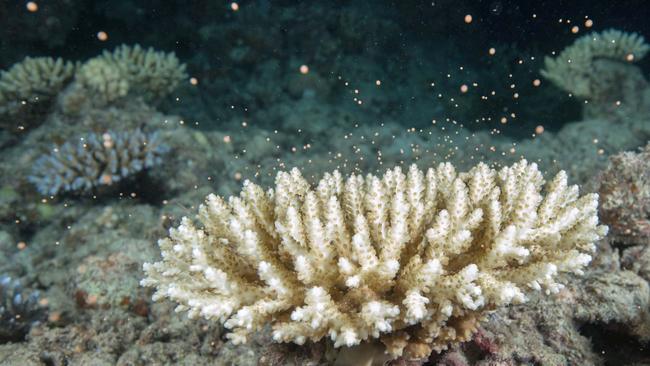 Coral spawning. Picture: Juergen Freund