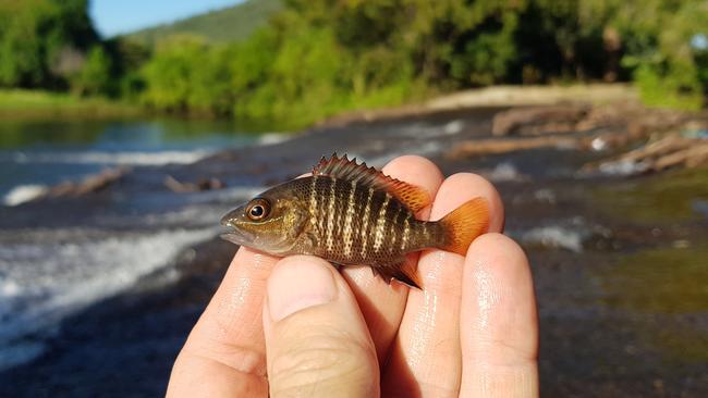 A baby barramundi. Six newly built fishways, also known as fish ladders, are helping species such as barra and mangrove jack breed in North Queensland waterways between Townsville and Tully. Picture: Geoff Collins-OzFish