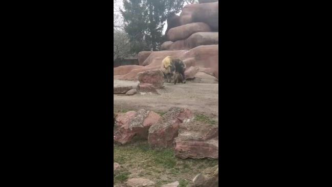 Sichuan Takin Calf Shows Off Jumping Skills to Dad at St Louis Zoo ...