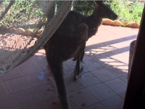 Kangaroo in Grovedale front yard