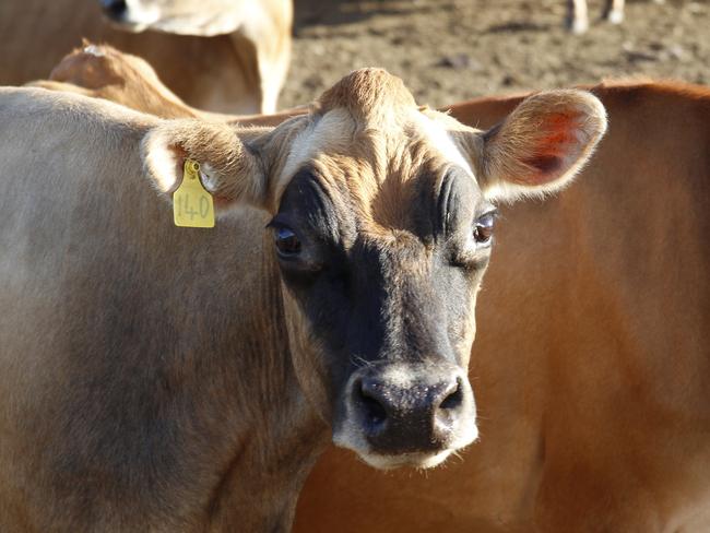 Jersey cows, Lockyer Valley. Picture: Dominic Elsome