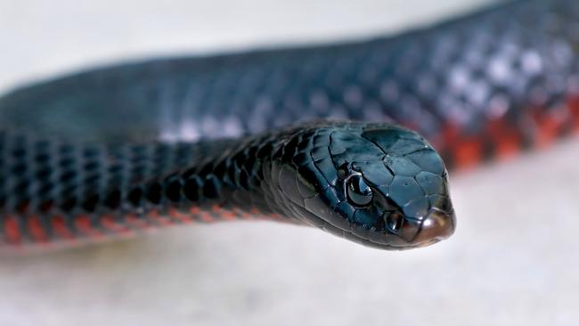 A Red-bellied black snake. (AAP Image / Angelo Velardo)