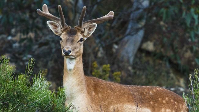 Fallow deer wandering through trees around the Great Lake area in the Central Highlands. Picture: GETTY