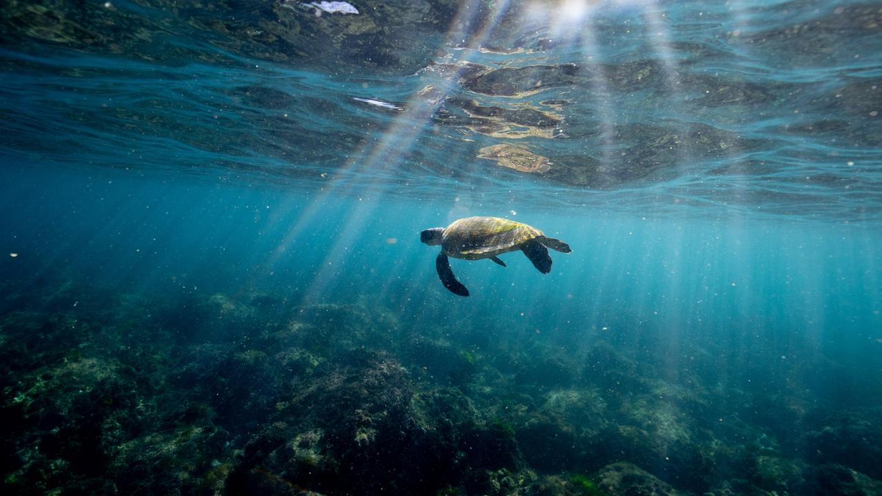 Turtles remain under threat. Picture: Luke Marsden