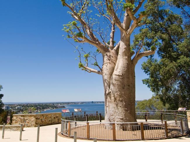 EMBARGO FOR TWAM 6 MARCH 2021 FEE APPLIES Gija Jumulu Boab Tree, Kings Park Gardens, Perth, Western Australia.Pic : Alamy