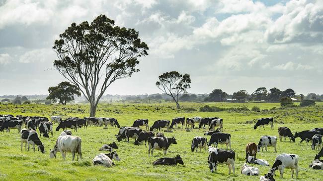 More than 140 dairy farmers across Australia took part in the survey. Picture: Zoe Phillips