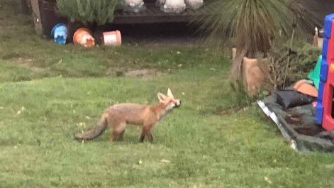 People in Vivani Crescent have found foxes roaming in their back gardens. Picture: Supplied.