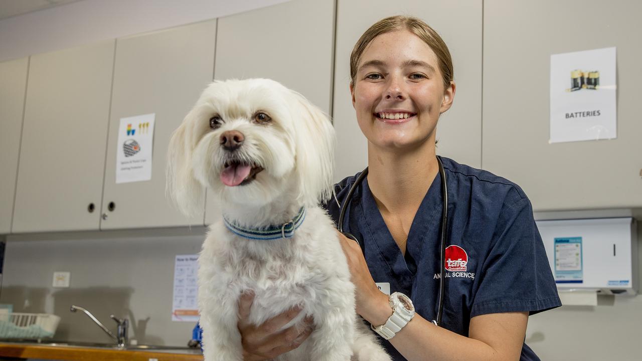 vet nursing jobs gold coast